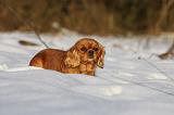 CAVALIER KING CHARLES 439